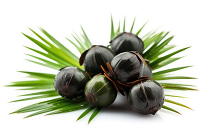 Saw Palmetto